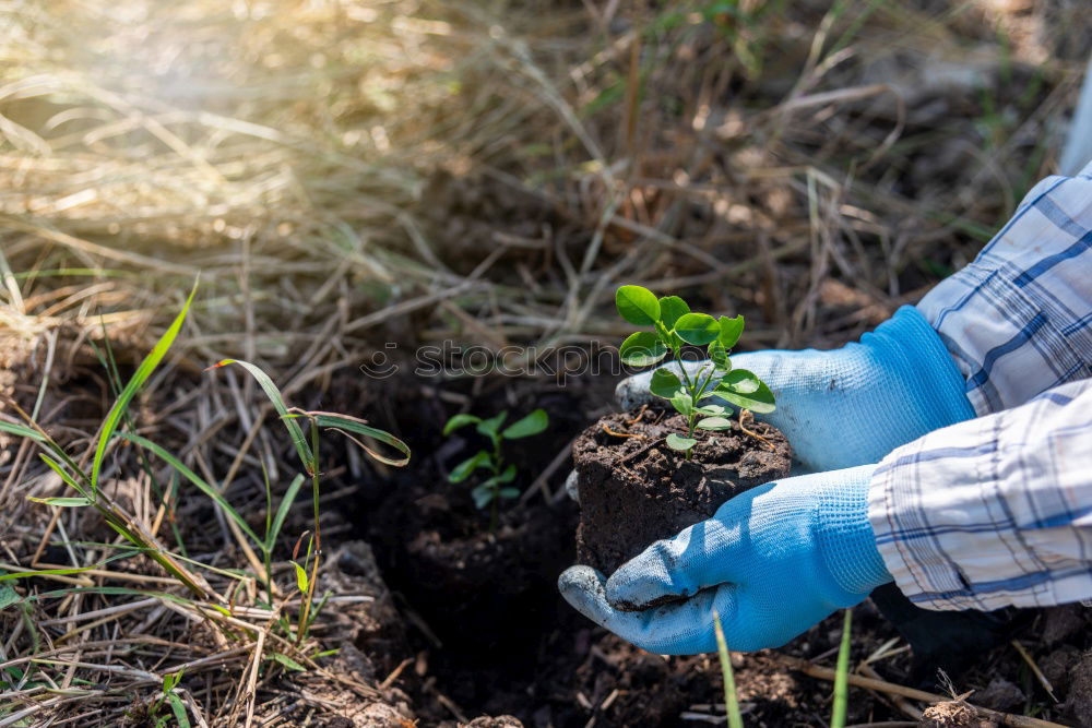 Similar – Planting potatoes in small bio garden