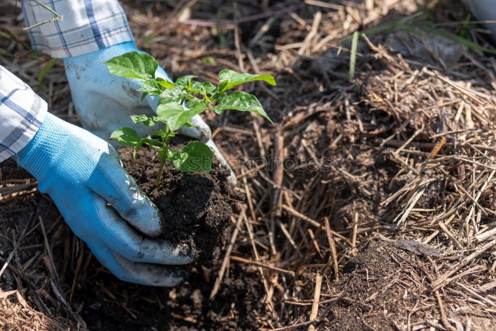 Similar – Planting potatoes in small bio garden