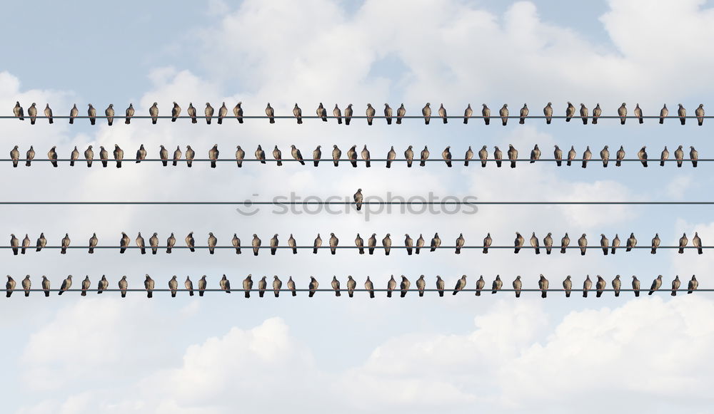 Similar – Image, Stock Photo gulls Aviation Sky Bird