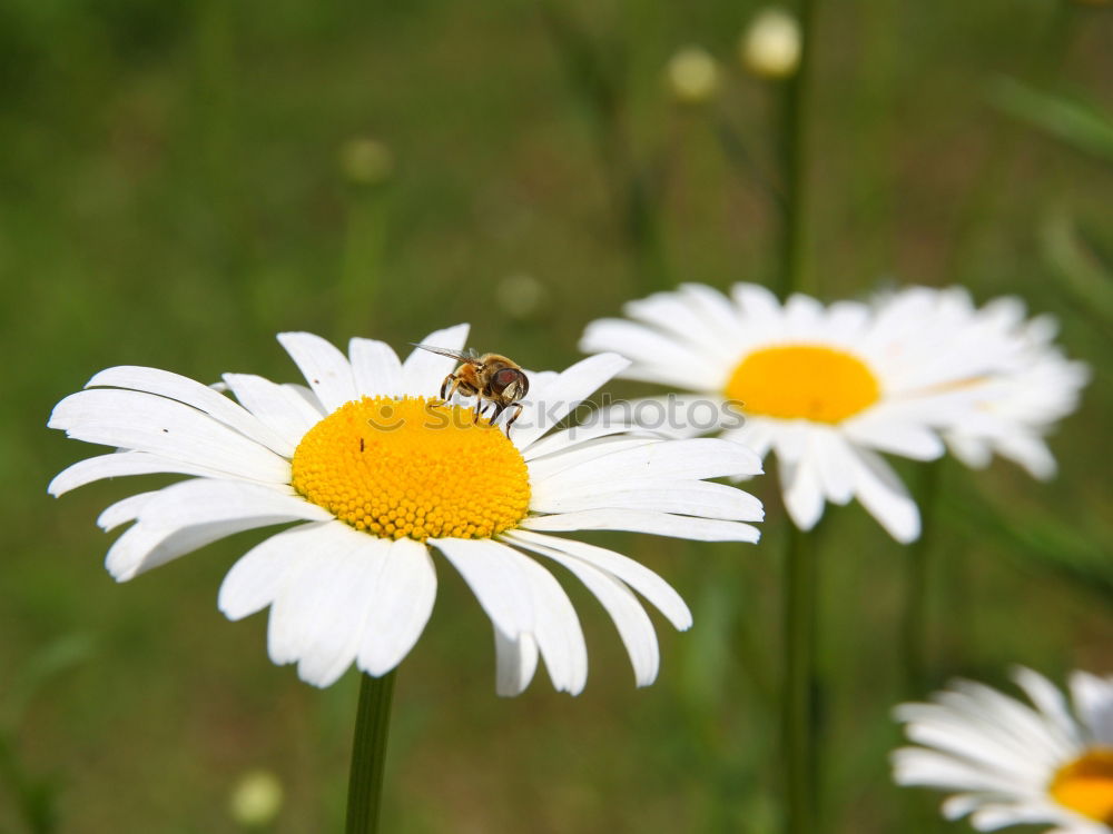 Similar – Foto Bild symbiose Biene Honig