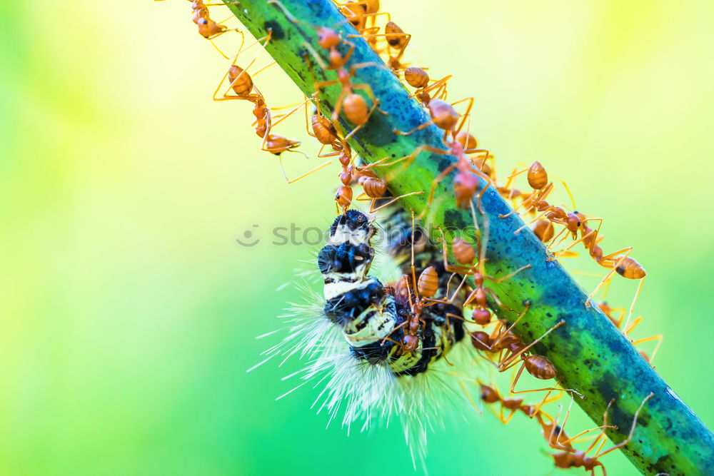 Similar – Erannis defoliaria