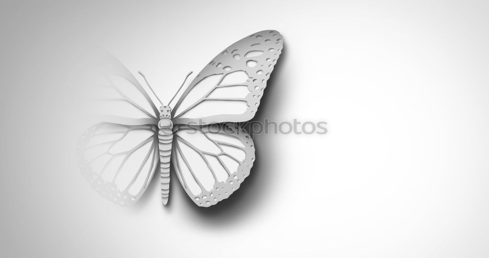 Similar – Image, Stock Photo butterflies Animal