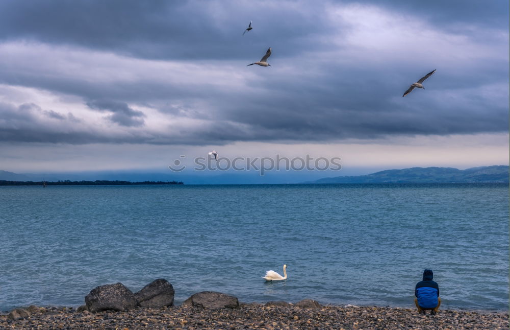 Similar – Image, Stock Photo Bird as pile seater