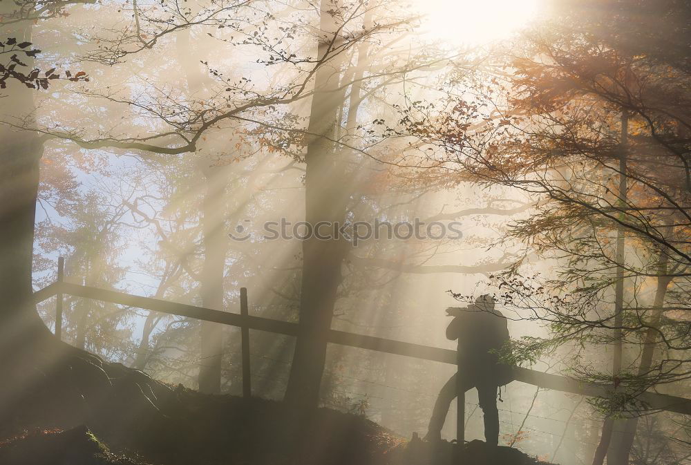 Similar – Image, Stock Photo Tethered horse in woods