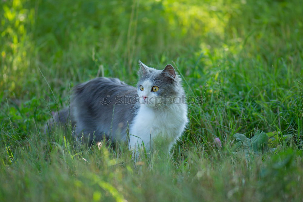 Similar – Image, Stock Photo Encounter with a cat in the grass