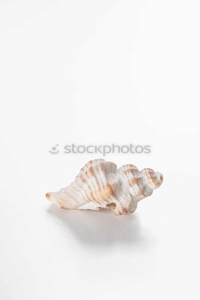 Similar – Image, Stock Photo Seashells. Top view with copy space.