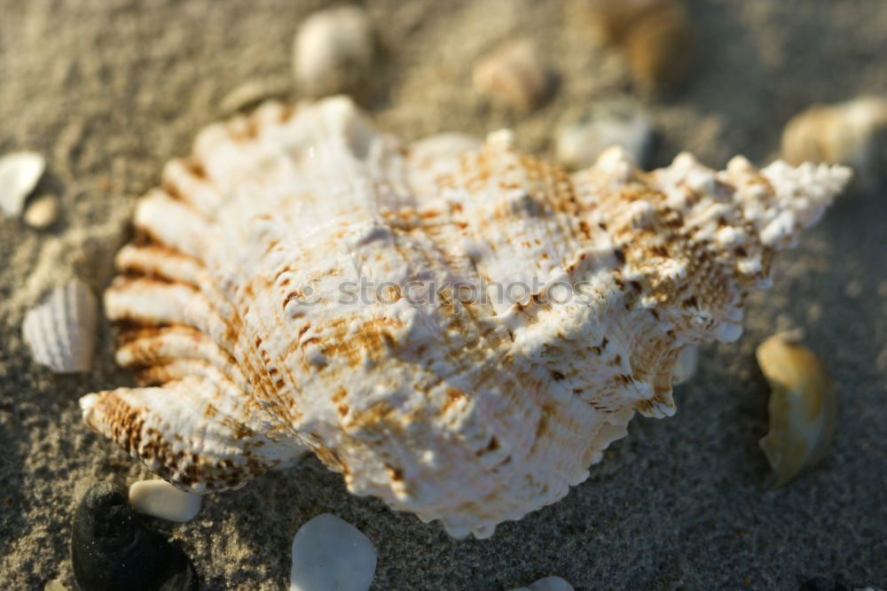 Similar – Image, Stock Photo Mussel on the beach Summer