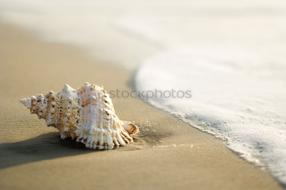 Similar – Macro shot of shell at sand beach