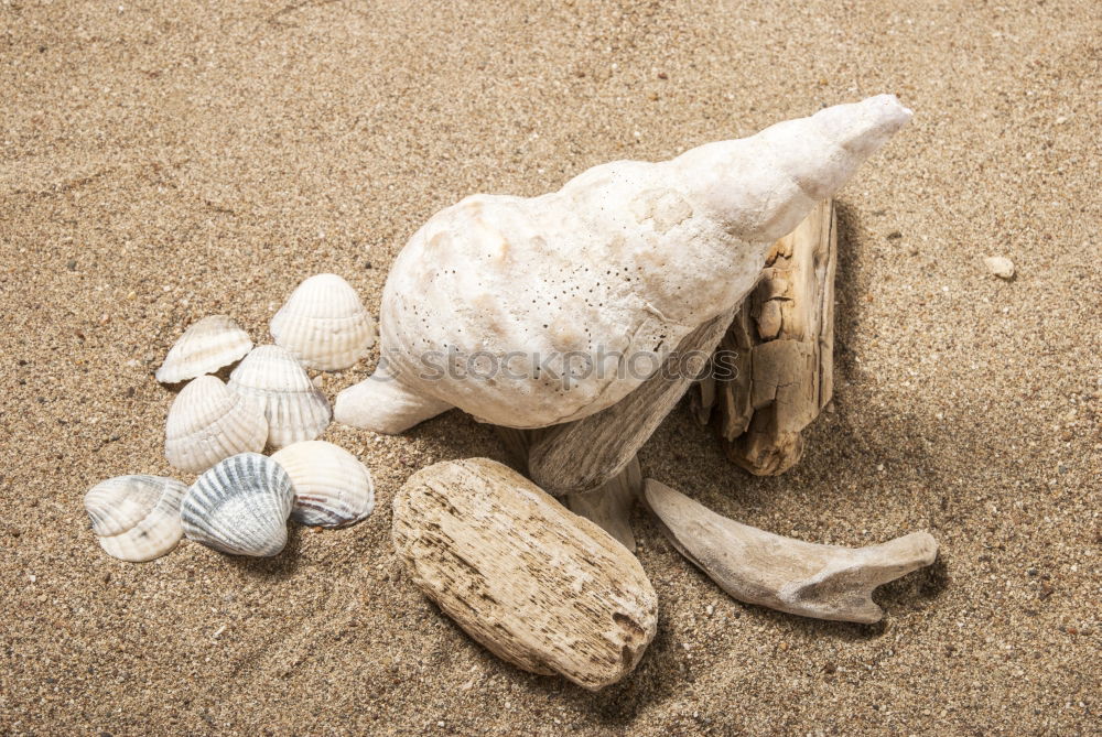 Similar – beach shell Mussel Beach