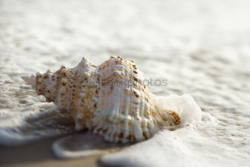 Similar – Foto Bild in Schönheit sterben