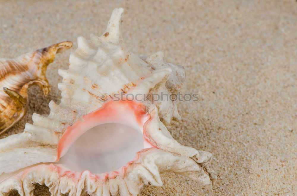 Similar – Foto Bild Geleefisch Sand Küste