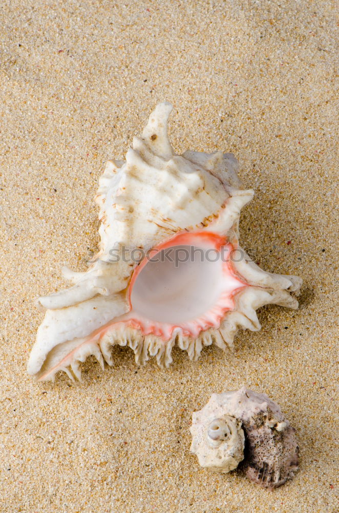 Similar – White shell on the beach