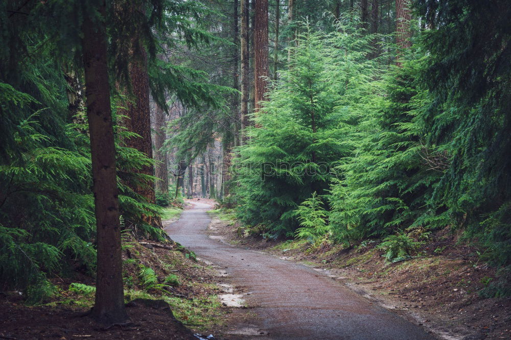 Similar – Forest path with light and shadow