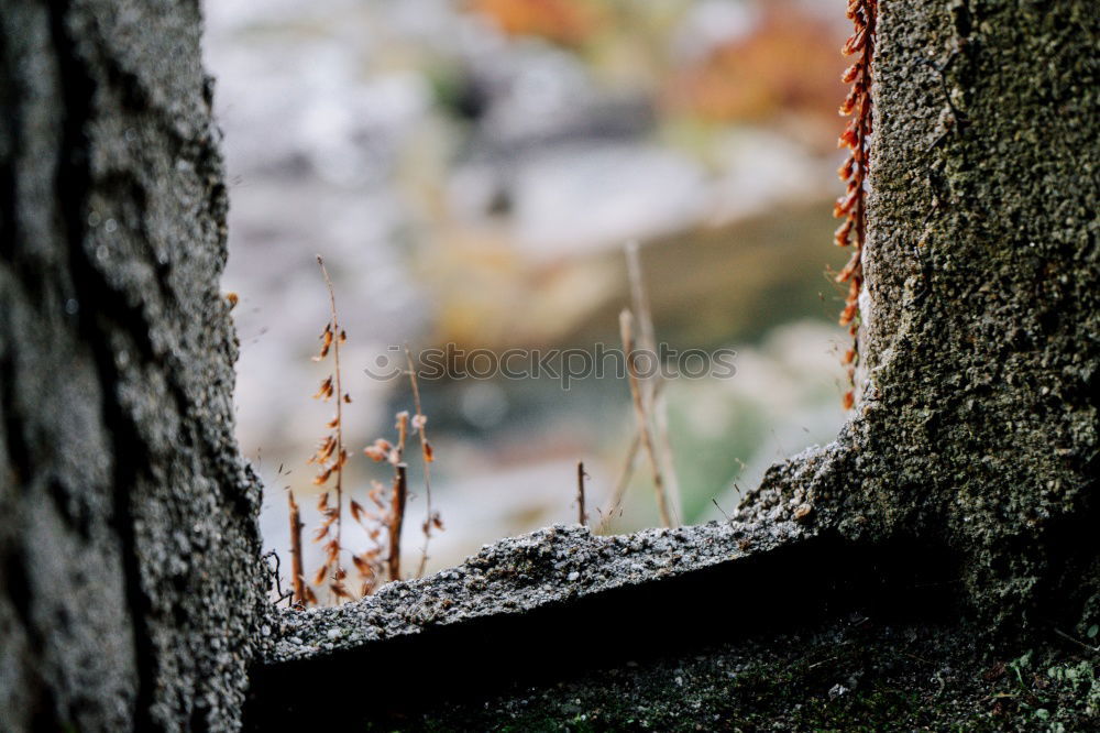 Similar – Backlit leaves Nature