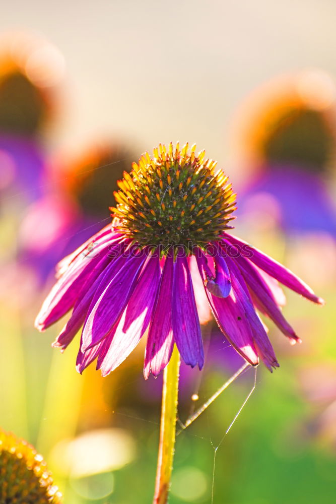 Similar – Bee on blossom Honey bee