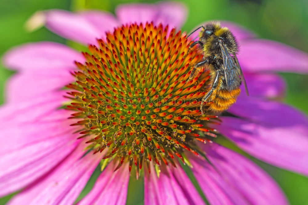 Similar – Image, Stock Photo Two bees at work Garden