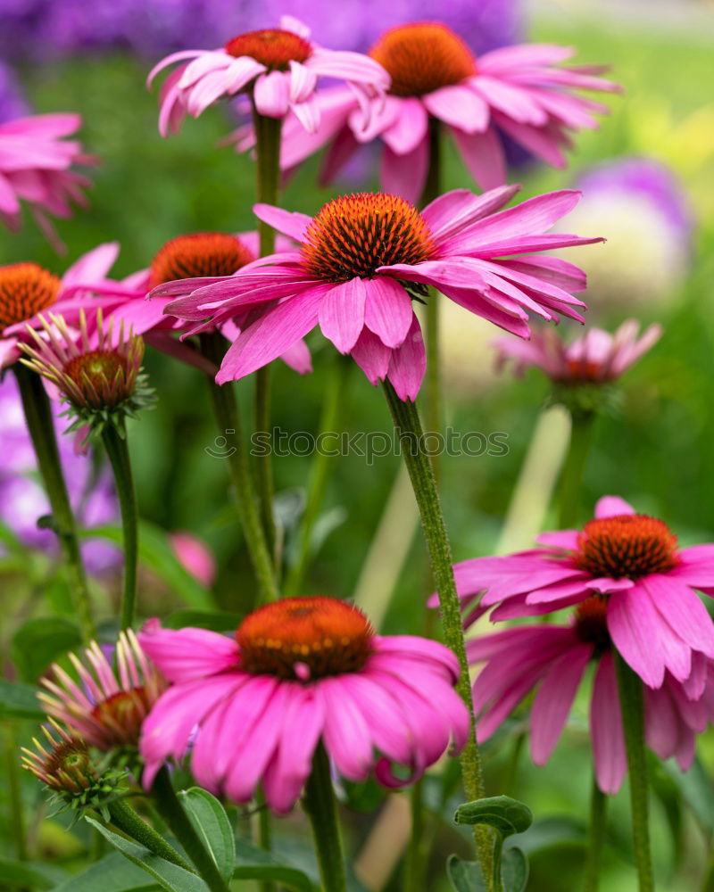 Sea of Flowers Blume rosa