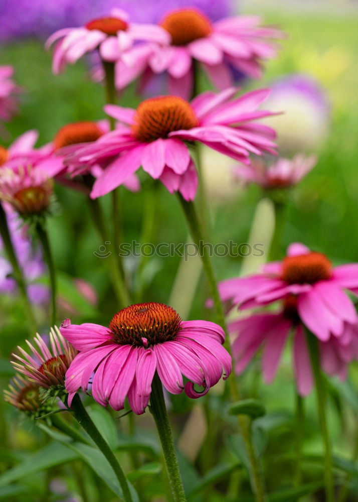 Similar – Bee on blossom Honey bee