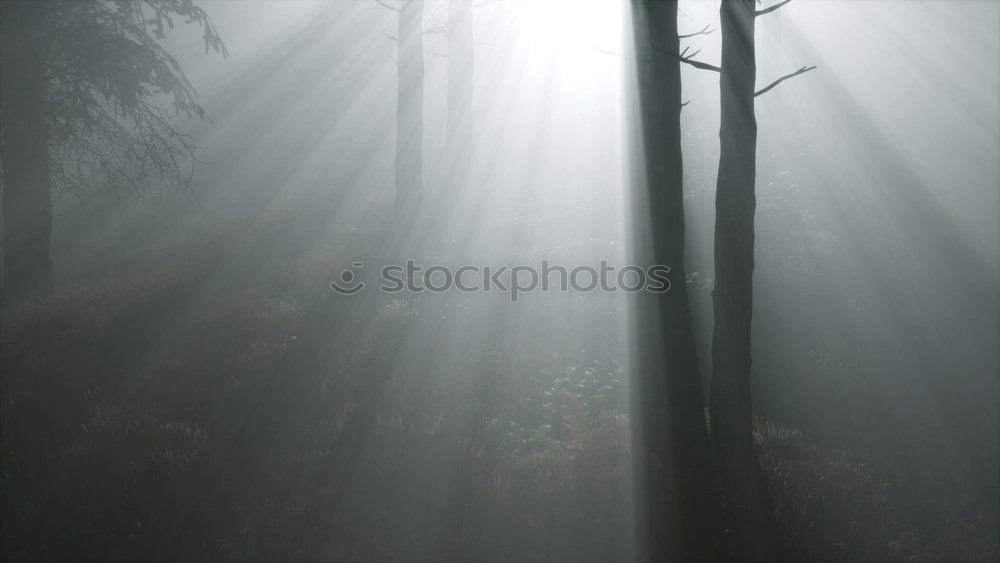 Foto Bild wald im nebel Wald Baum