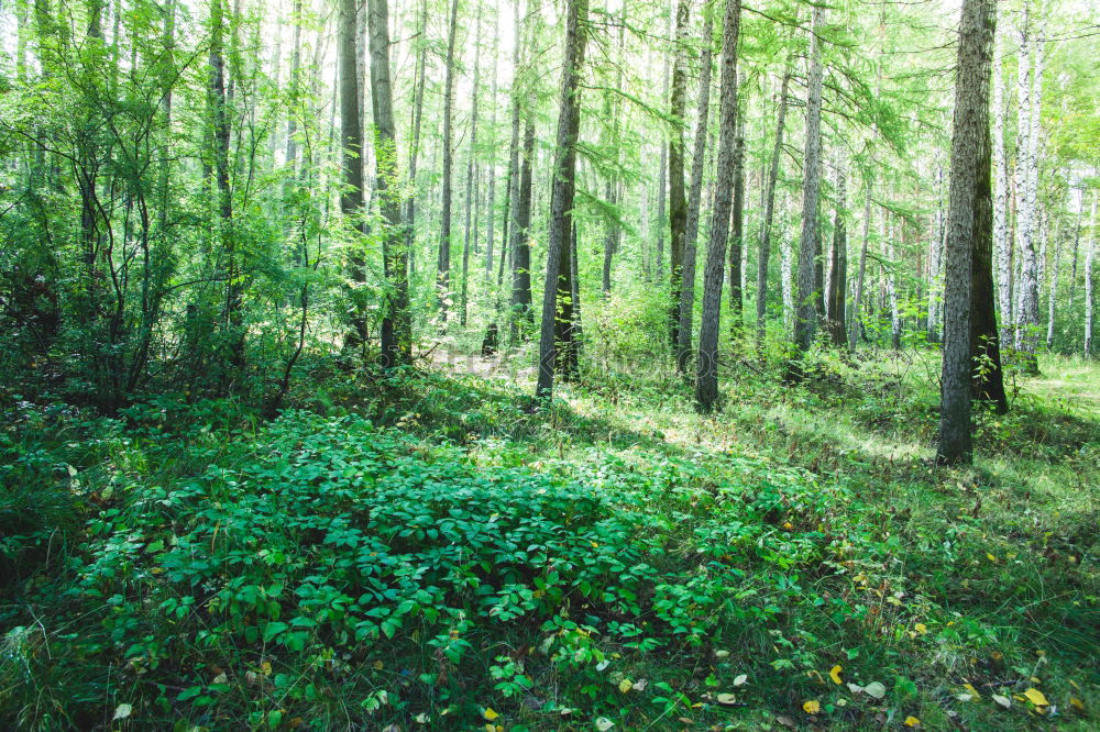 Similar – Image, Stock Photo aberrations Forest Mystic