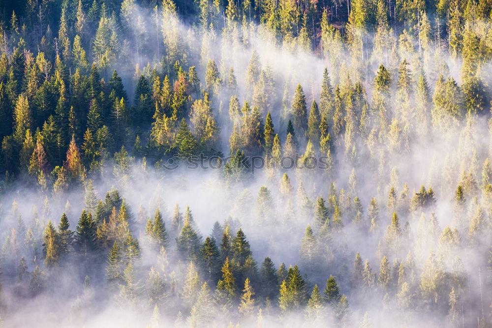 Similar – Image, Stock Photo coniferous forests covering with a lot of fog