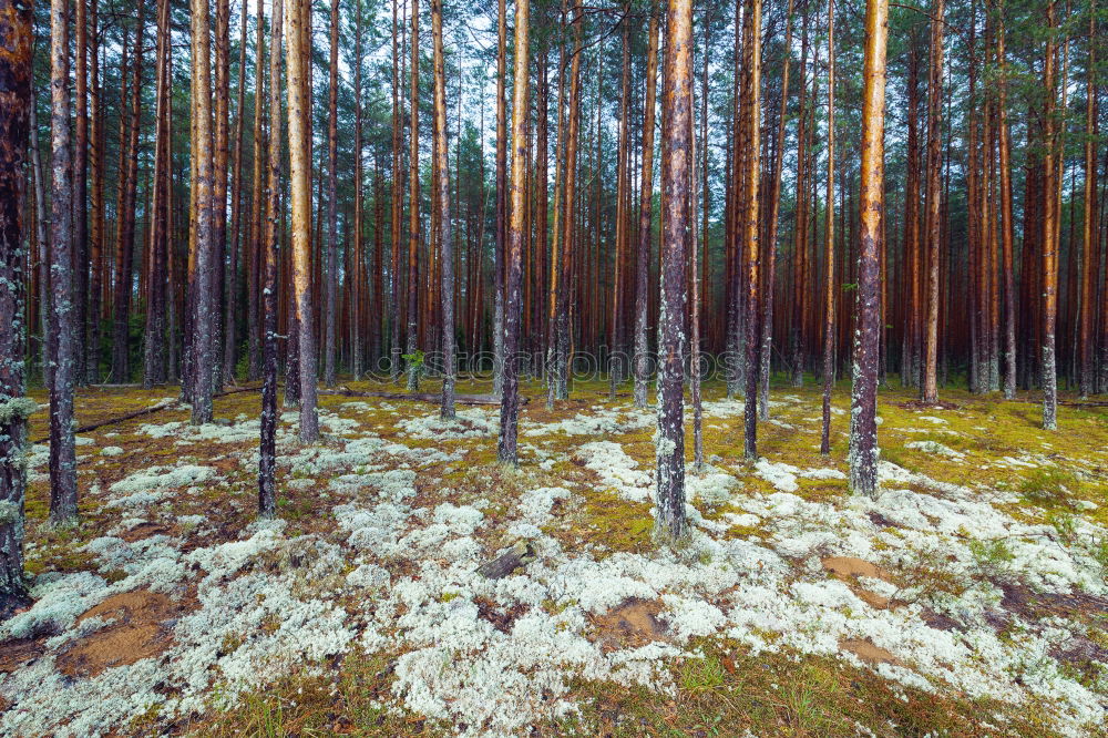 Similar – bog tree Tree Bog Marsh