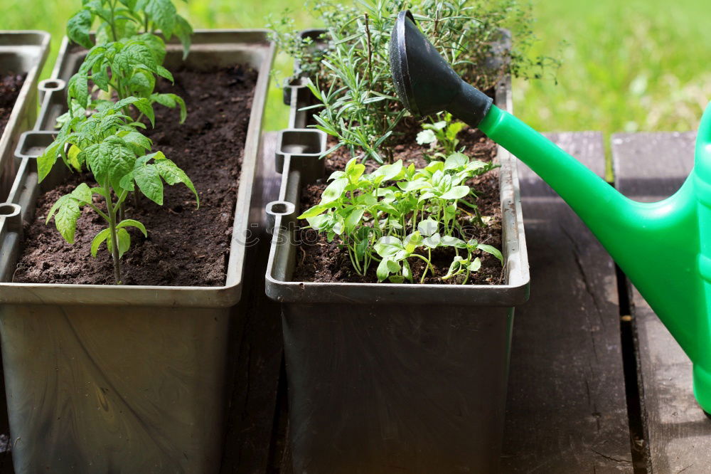 Similar – Image, Stock Photo Hoeing potatoes Summer