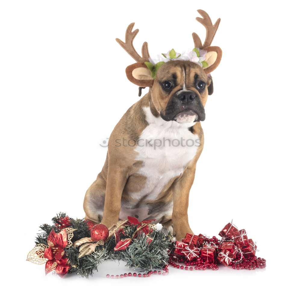 Similar – Dog with antlers at Christmas time