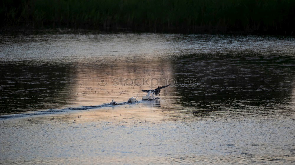 Similar – Swan in the lake