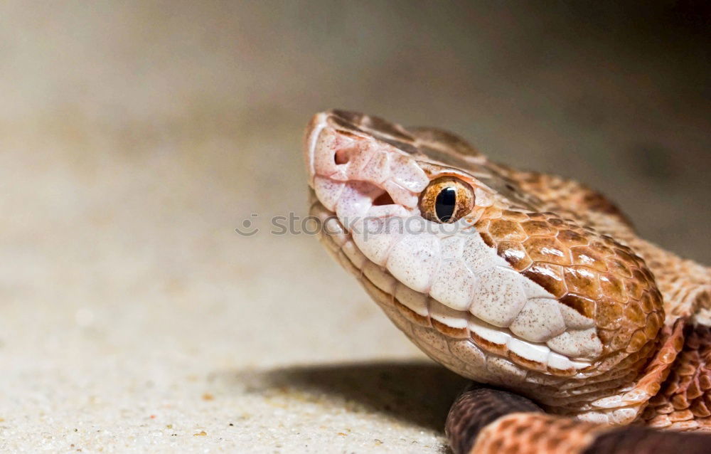 Similar – Image, Stock Photo sunbath Reptiles Saurians