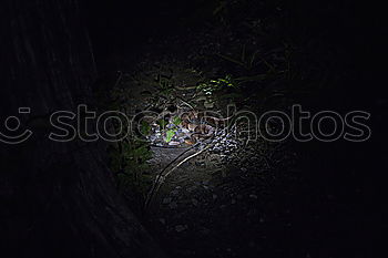 Similar – Double exposure, my face in front of the bark of a weeping willow, flash shot