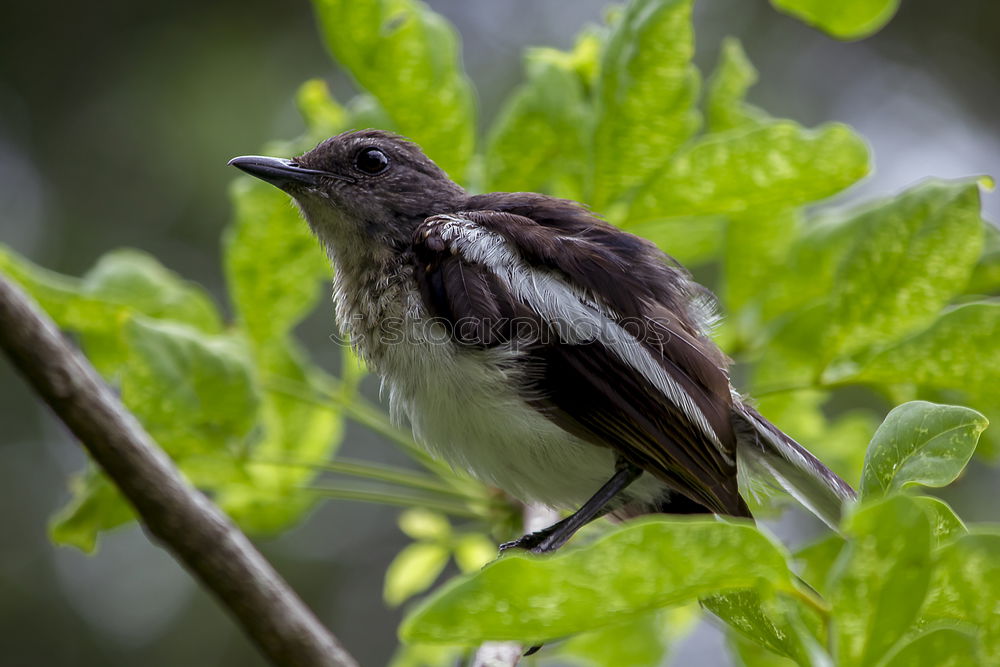 Image, Stock Photo Southern Fiscal Shrike