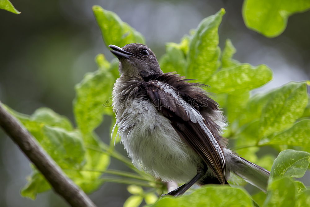 Similar – Image, Stock Photo Southern Fiscal Shrike