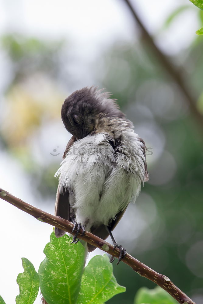 Similar – Image, Stock Photo Southern Fiscal Shrike