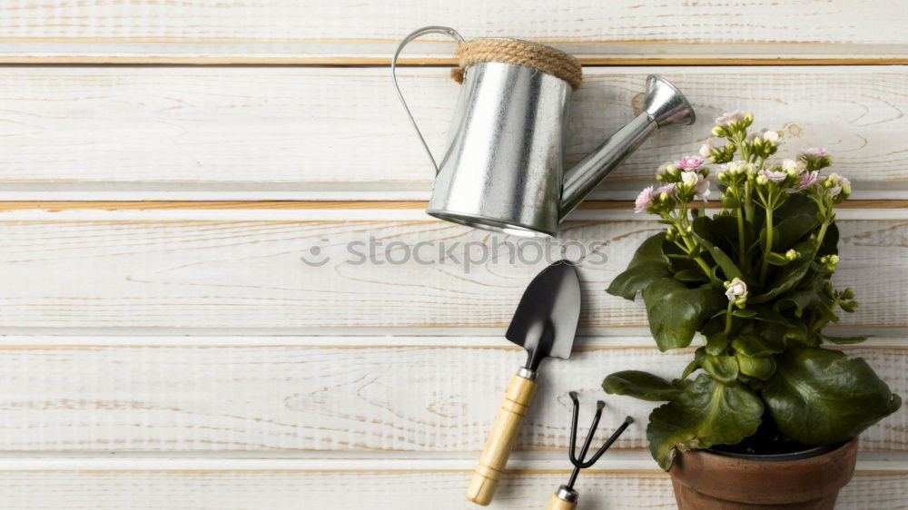 Similar – Image, Stock Photo Woman’s hands transplanting plant.