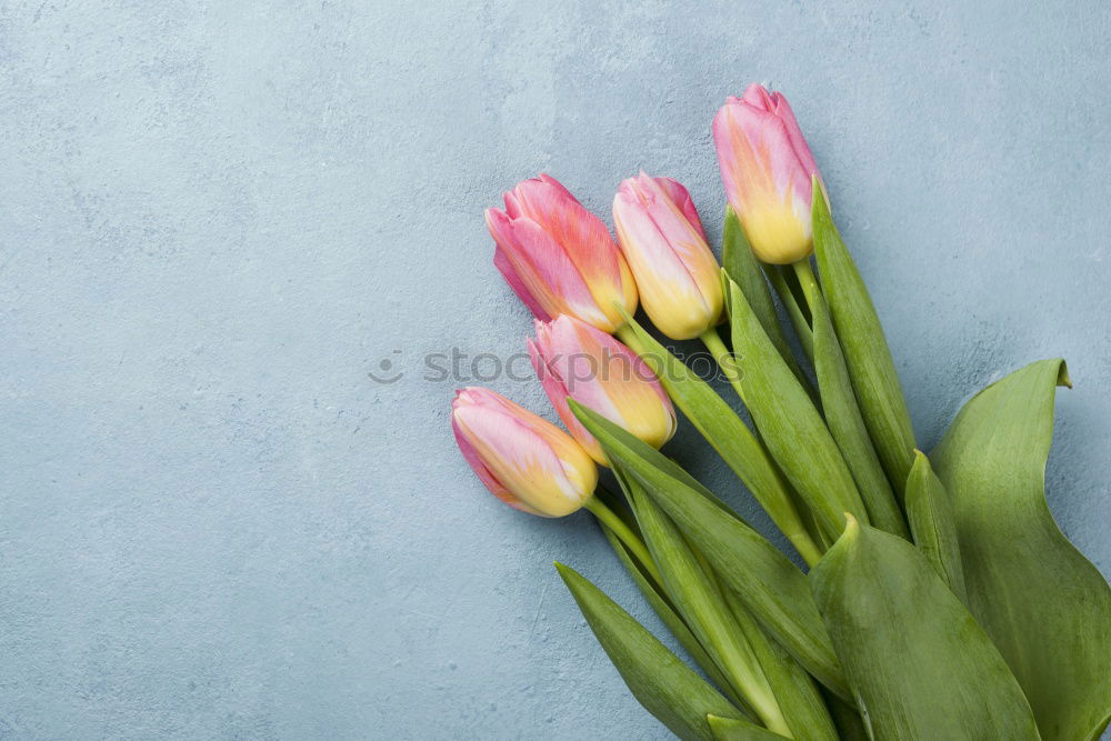 Similar – Beautiful ranunculus flowers on light blue background