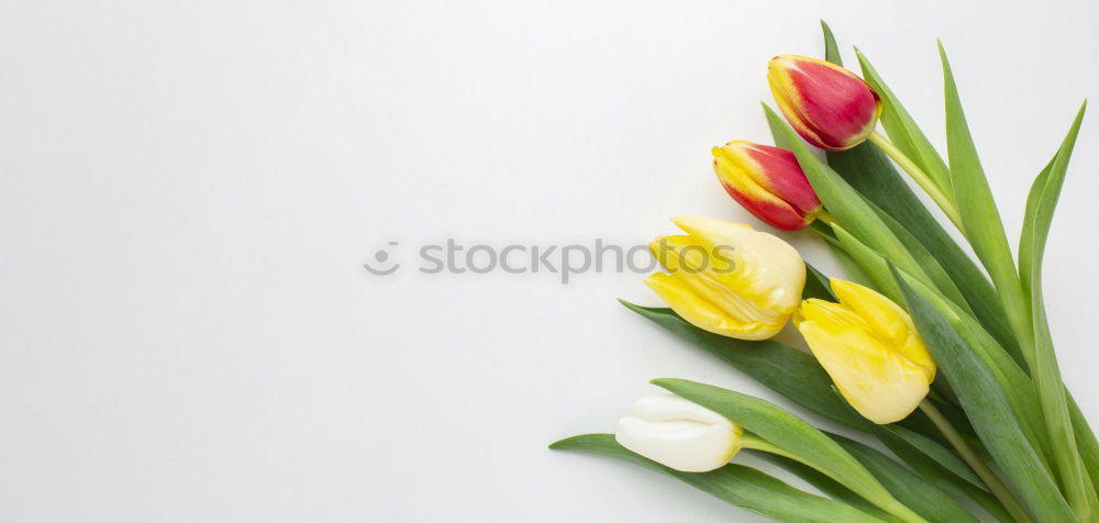 Similar – Image, Stock Photo top of page Tulip