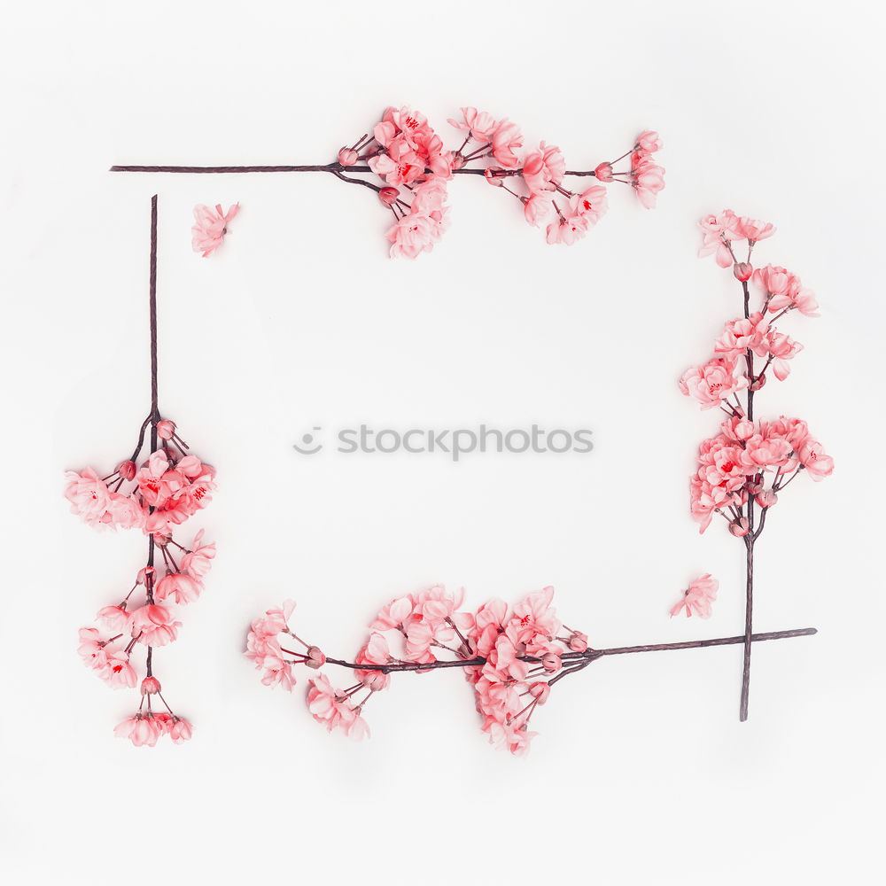 Image, Stock Photo Pink spring flowers frame on white
