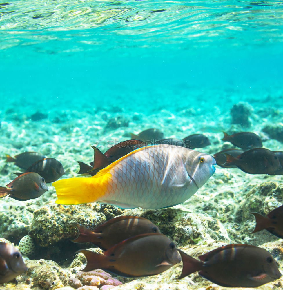 Similar – Image, Stock Photo striped fishes Nature