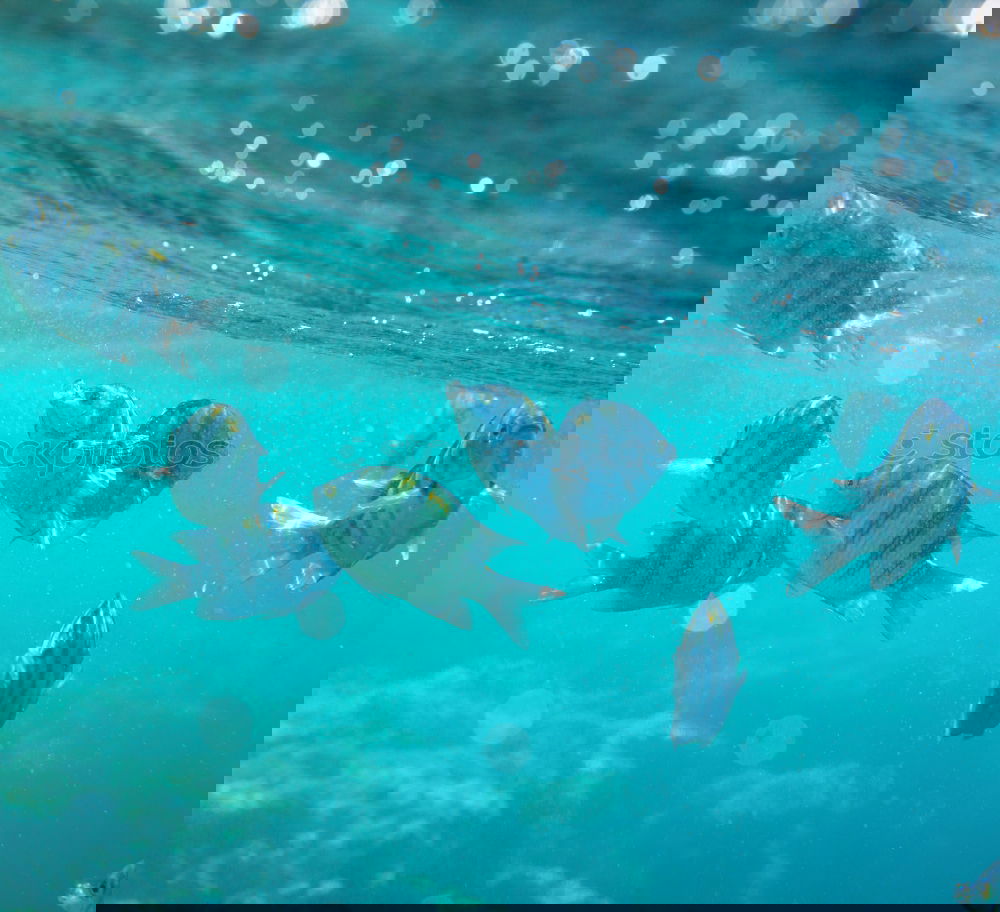 Similar – Image, Stock Photo striped fishes Nature