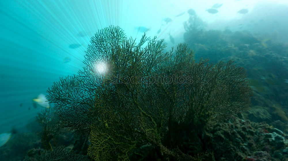 STELLA MARU Wreck Dive