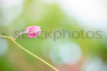 Similar – Image, Stock Photo garden dream Summer Garden