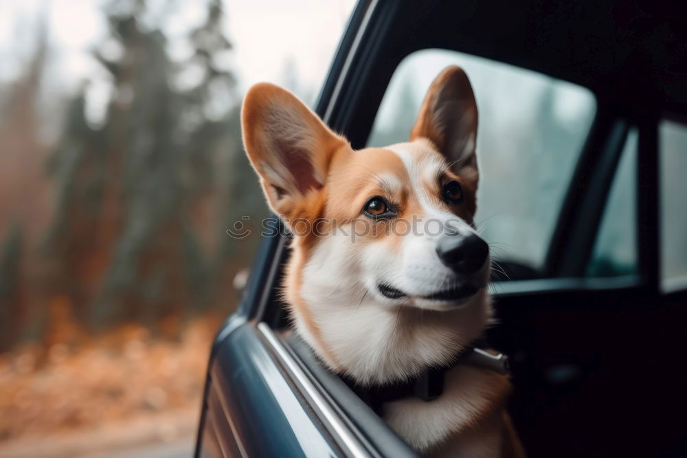 Similar – Image, Stock Photo Traveling with dogs
