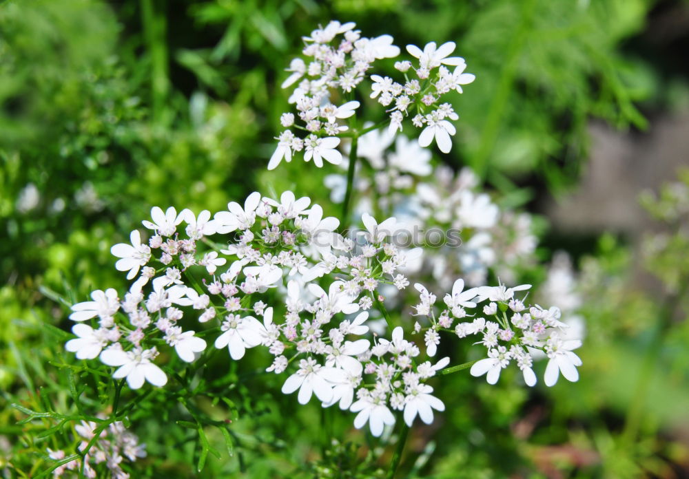 Similar – Foto Bild weiße Blüten einer Sommerwiese mit Sonnenschein