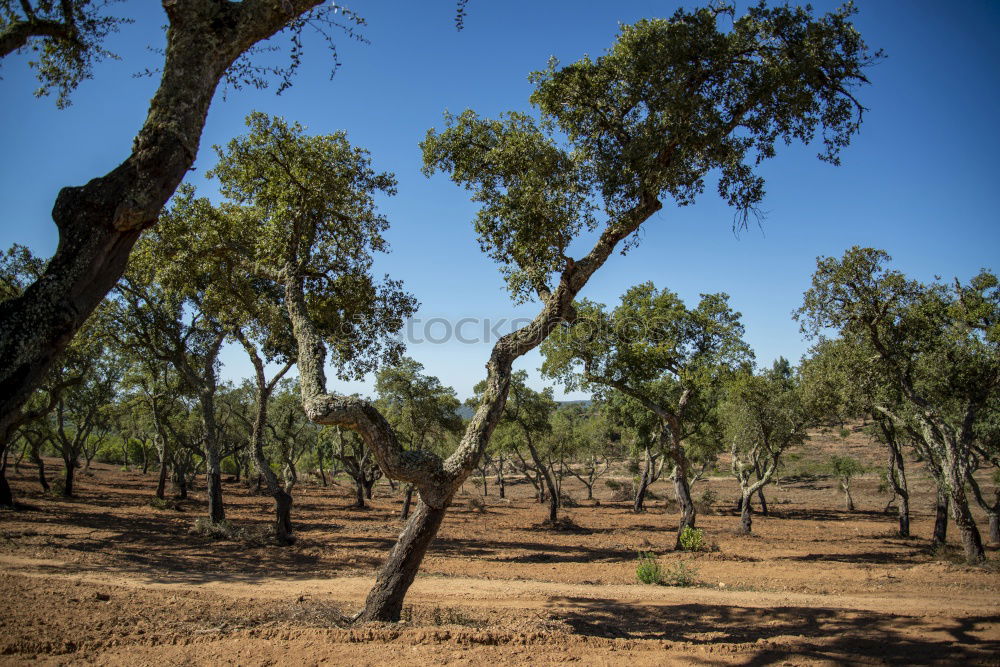 Similar – Image, Stock Photo burnt Far-off places