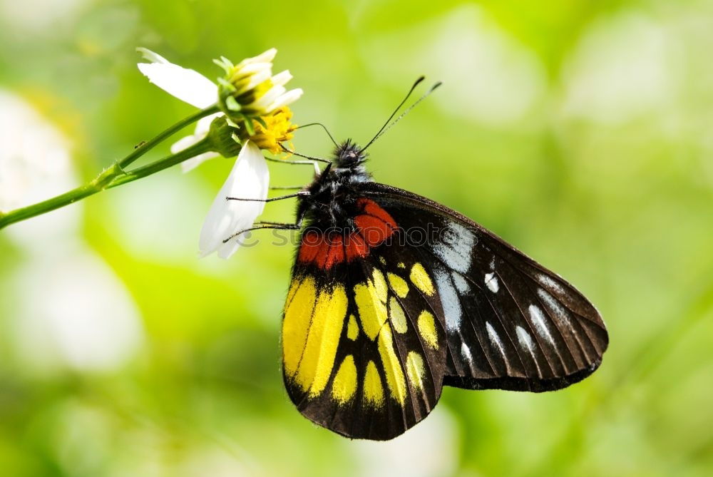 Similar – Motionless Nature Plant