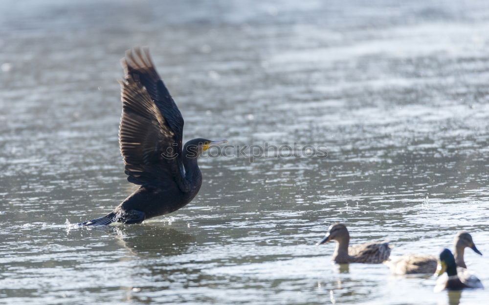 Similar – Halbe Ente Wasser Teich