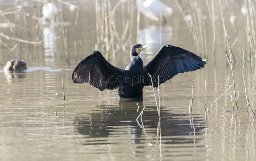 Similar – fast food Blackbird Bird