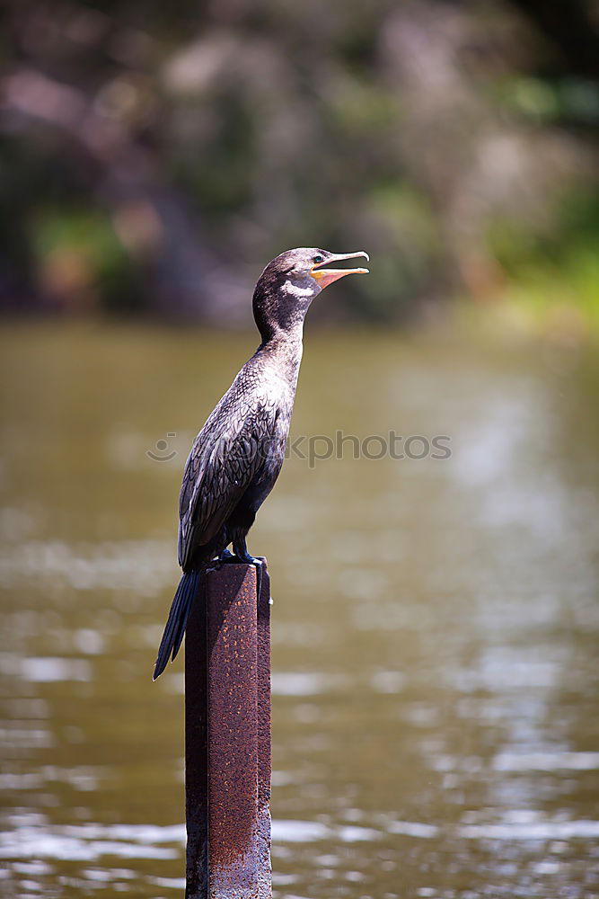 Similar – Image, Stock Photo A bird sits on the roof groove just before flying away, a flute bird, known for its attacks on people. It has the ability to imitate voices. Queensland / Australia