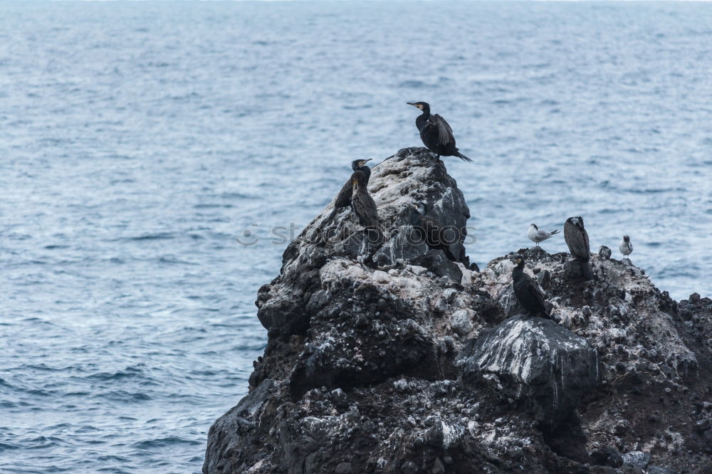 Similar – Image, Stock Photo Nesting storks on rocks